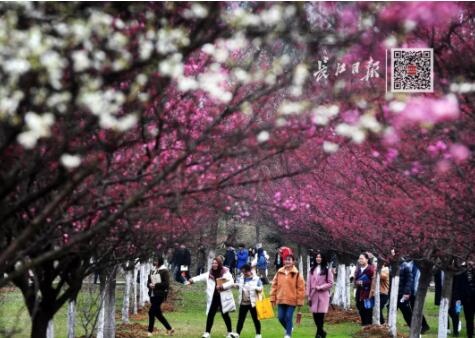 武汉大学历任校花(武汉大学十大校花排行)