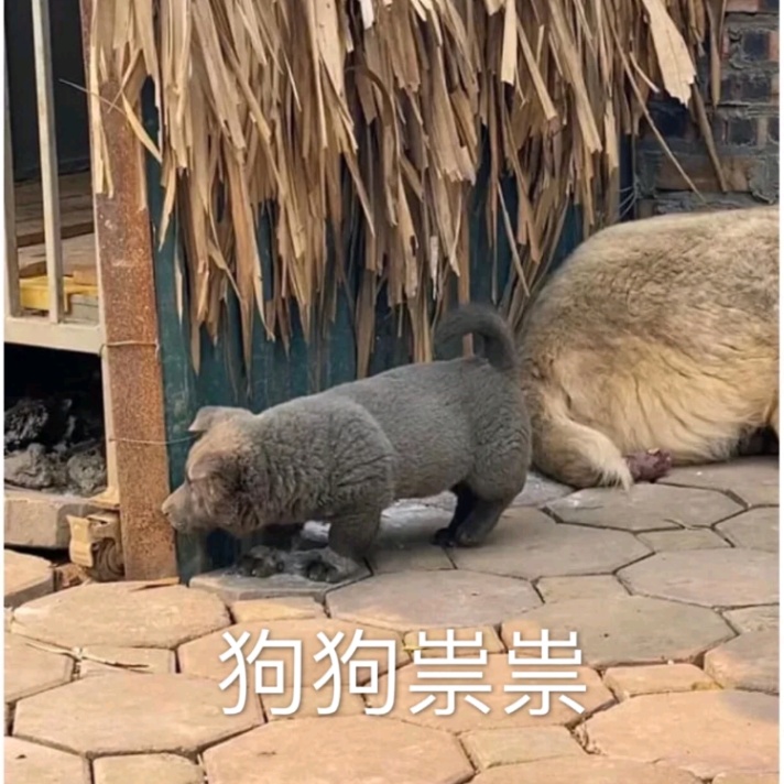 英短蓝狗是什么狗