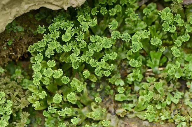 青苔属于草本植物吗，青苔属于什么蓝藻吗