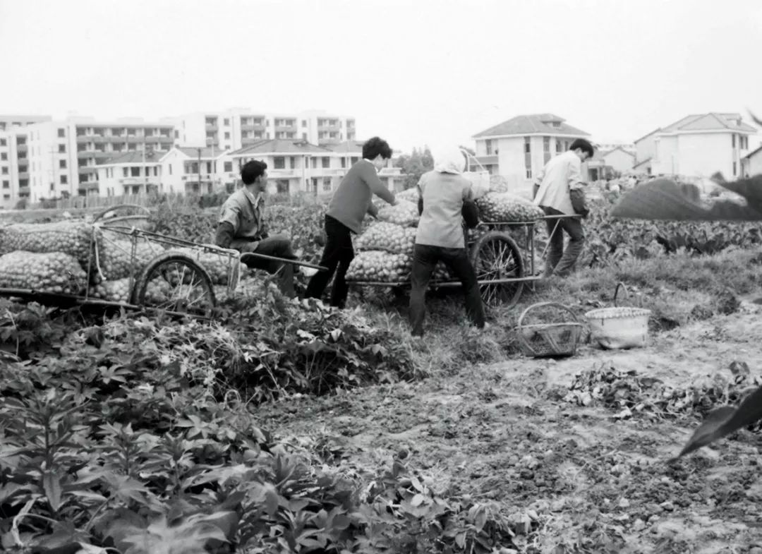 上海虹桥在哪里(上海虹桥是桥吗?