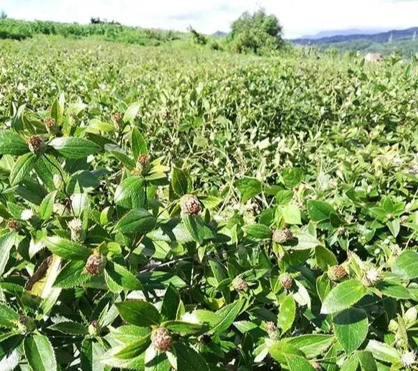 苍术的养殖方法(苍术的种植方法和技术)