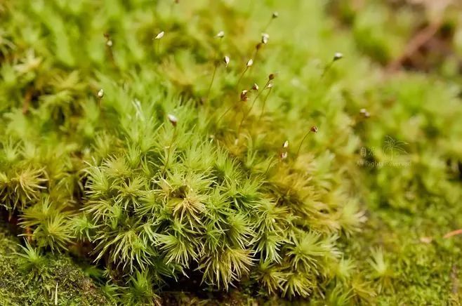 青苔属于草本植物吗，青苔属于什么蓝藻吗