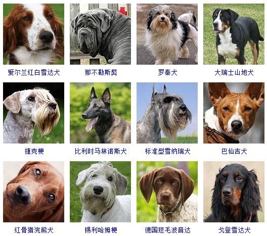 狗狗品种大全及图片(狗狗品种大全及图片 幼犬)