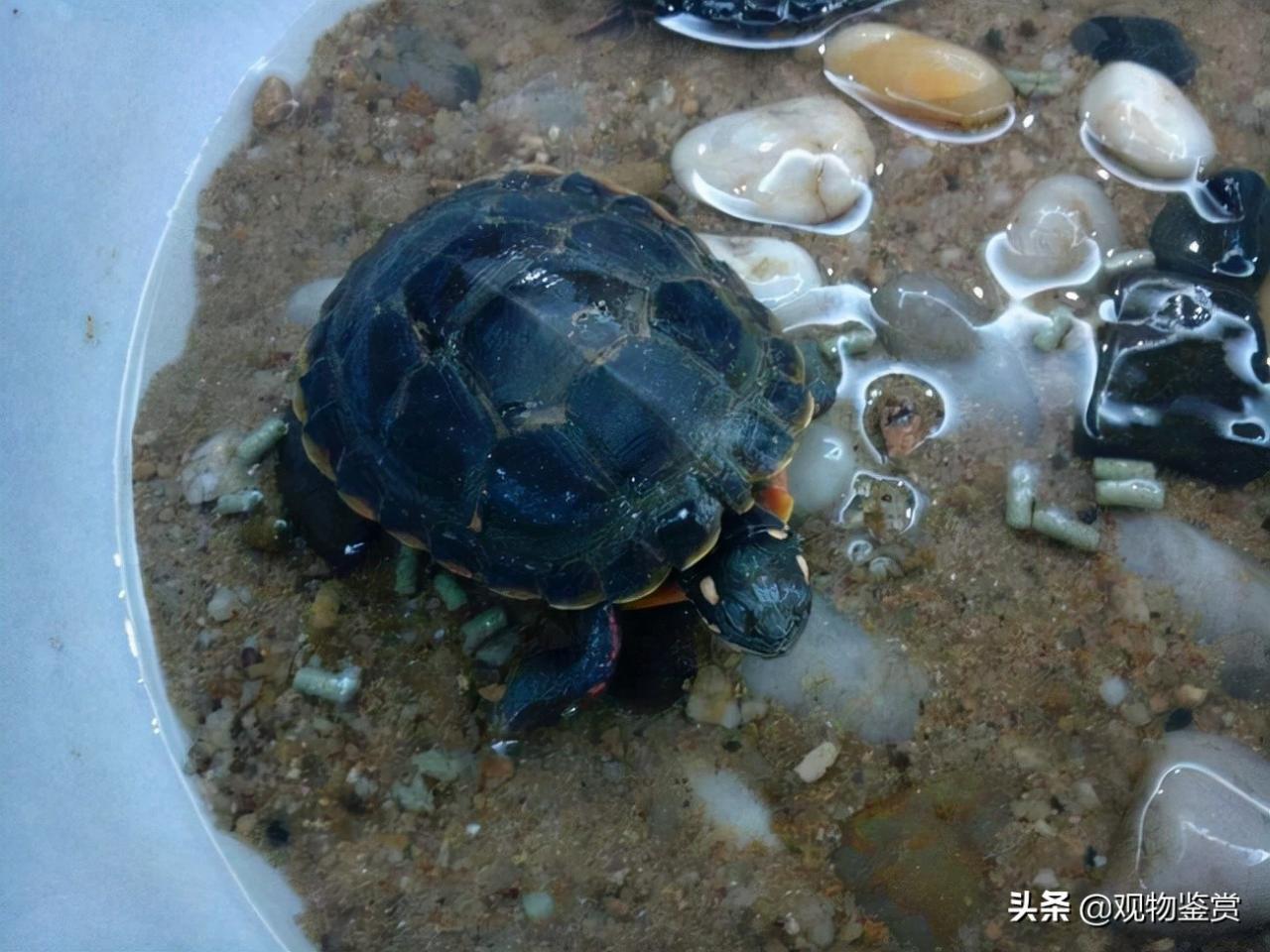 乌龟吃什么(乌龟一般吃的是什么,要在什么时候喂食物才正确)