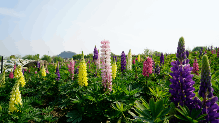 径山花海（杭州周边自驾游哪些地方推荐）