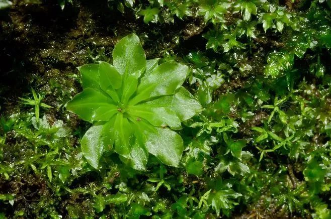 青苔属于草本植物吗，青苔属于什么蓝藻吗