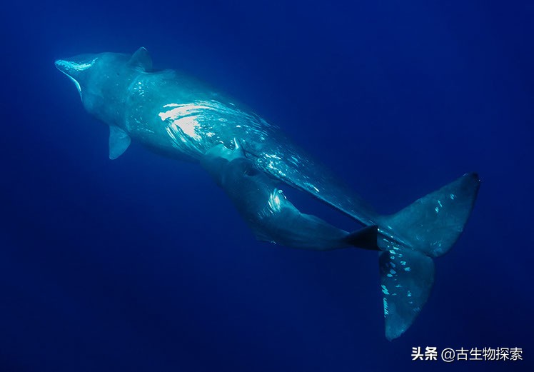 鲸鱼是哺乳动物吗(听说鲸鱼是哺乳动物，可它是通过什么方式来喂养小鲸鱼的呢)