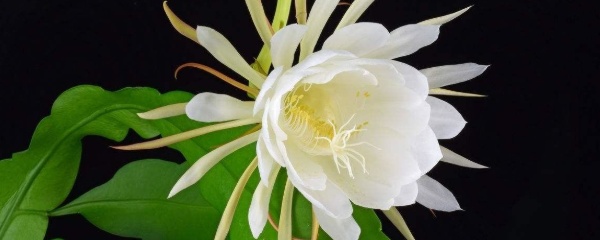 简要介绍了昙花的种植方法和注意事项(昙花的种植方法和注意事项)