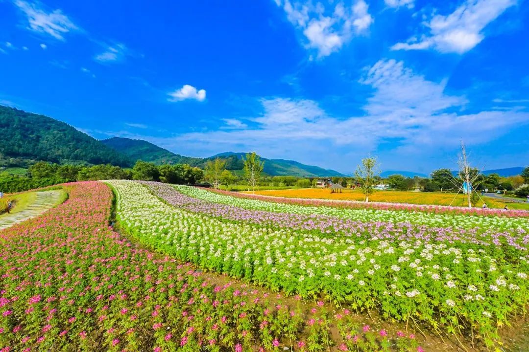 径山花海（杭州周边自驾游哪些地方推荐）