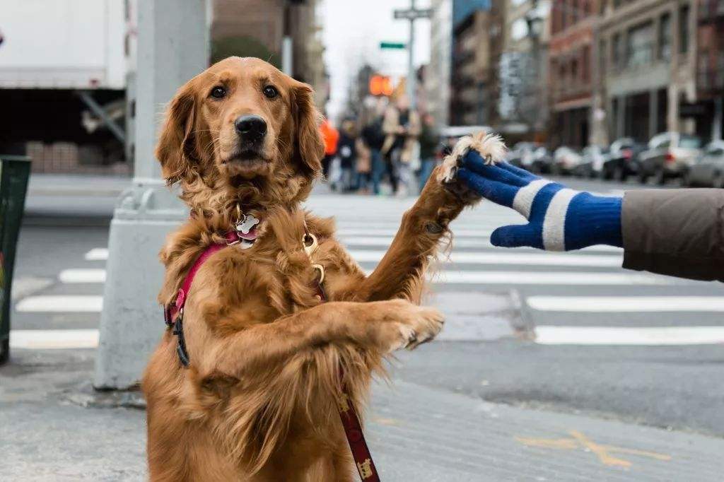 金毛犬用爪子“扒拉”主人中药材猫爪子(部编版二年级上册语文生字组词带拼音)