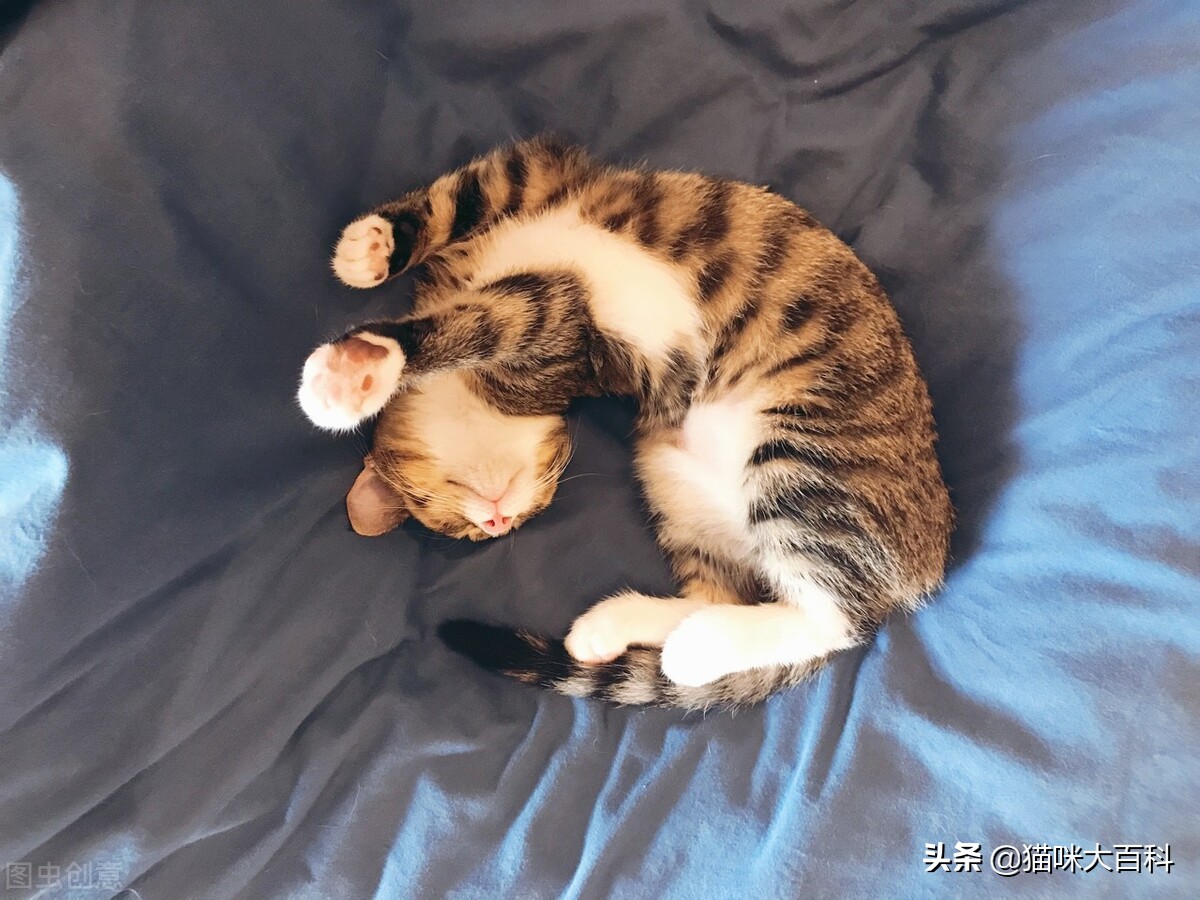 虎斑猫的市场价格是多少