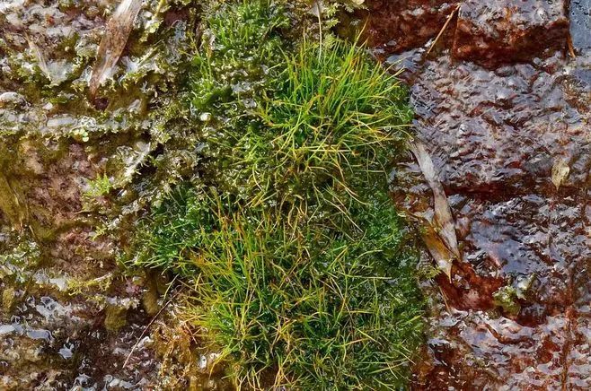 青苔属于草本植物吗，青苔属于什么蓝藻吗