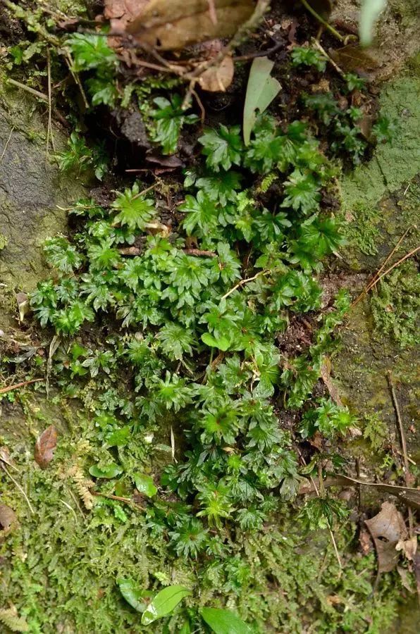 青苔属于草本植物吗，青苔属于什么蓝藻吗