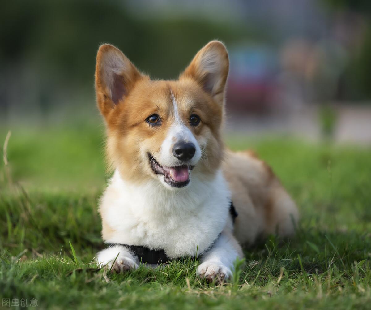 柯基犬价格大概多少钱一只？柯基犬大概什么价位