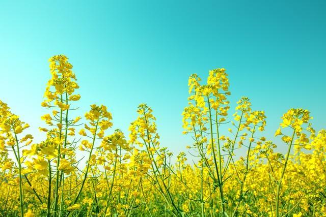 关于油菜花的唯美短句（适合发朋友圈的赏油菜花文案）